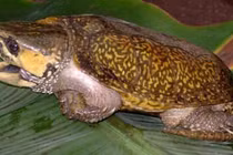 Rùa đầu to cần được bảo vệ