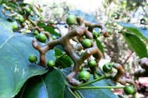 Cây khúng khéng giải độc bia, rượu