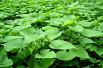 Rau khoai lang tốt cho bệnh tiểu đường