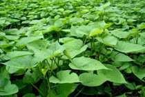 Rau khoai lang tốt cho bệnh tiểu đường