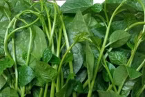 Mồng tơi nhuận tràng