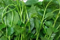 Mồng tơi nhuận tràng