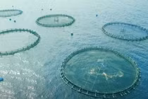 Giải pháp chuyển đổi khí nhà kính thành thức ăn chăn nuôi thủy hải sản