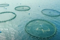 Giải pháp chuyển đổi khí nhà kính thành thức ăn chăn nuôi thủy hải sản