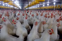 Ánh sáng tác động đến gia cầm, gia súc