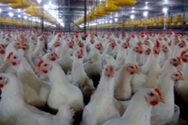 Ánh sáng tác động đến gia cầm, gia súc