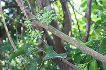 Cây dây gắm - dược liệu quý điều trị bệnh xương khớp