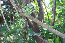 Cây dây gắm - dược liệu quý điều trị bệnh xương khớp