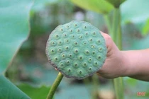 Giấy từ đài sen