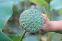 Giấy từ đài sen