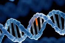 Lý do cấm hôn nhân cận huyết