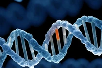 Lý do cấm hôn nhân cận huyết