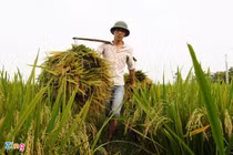 Thủ tướng yêu cầu thận trọng khi xuất khẩu gạo