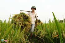 Thủ tướng yêu cầu thận trọng khi xuất khẩu gạo