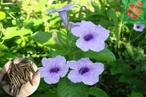 Cây quả nổ chống đái tháo đường