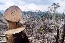 Hơn 800 ha rừng tự nhiên 'bốc hơi', Sở nông nghiệp TT-Huế lí giải thế nào?