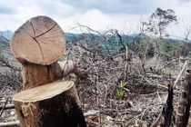 Hơn 800 ha rừng tự nhiên 'bốc hơi', Sở nông nghiệp TT-Huế lí giải thế nào?