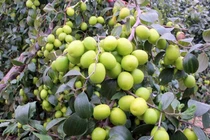 Vì sao có quả ngọt, quả nhạt?