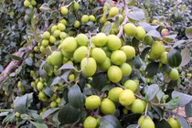 Vì sao có quả ngọt, quả nhạt?