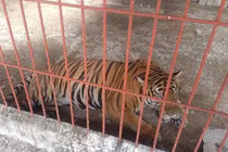 Chủ cơ sở nuôi hổ vừa cắn người ở Bình Dương từng bị xử lý hình sự