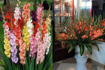 Giữ hoa tươi lâu