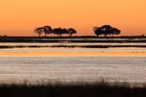 7,7 tỷ người có chung tổ tiên