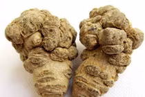 Người khỏe có nên dùng tam thất?