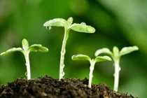 Can đảm mà sống