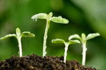 Can đảm mà sống