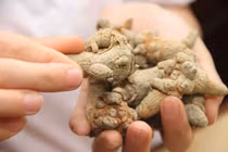 Dùng sai tam thất có thể gây đột quỵ