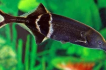 Điều thích thú ở loài cá có mũi y hệt loài voi