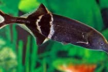 Điều thích thú ở loài cá có mũi y hệt loài voi