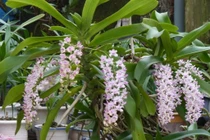 Làm lan rừng nở hoa