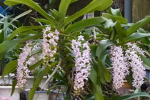 Làm lan rừng nở hoa