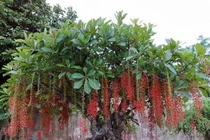 Lộc vừng chữa trĩ