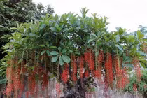 Lộc vừng chữa trĩ