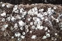  Phân bón sạch từ phế liệu trồng nấm