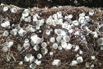  Phân bón sạch từ phế liệu trồng nấm