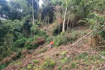 Vị trí rừng mới bị phá trắng nằm ngay sát mặt đường tại tiểu khu 158C, TP Đà Lạt. 