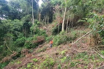 Vị trí rừng mới bị phá trắng nằm ngay sát mặt đường tại tiểu khu 158C, TP Đà Lạt. 