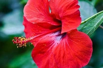 Trị chân đau nhức, tê mỏi với dâm bụt