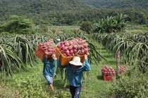 Thanh long Bình Thuận đã xuất khẩu sang hàng chục nước