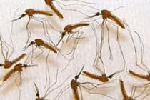 Hỏng da vì bôi dầu gió vào vết muỗi đốt