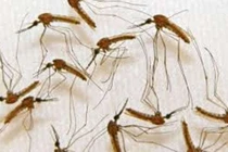 Hỏng da vì bôi dầu gió vào vết muỗi đốt