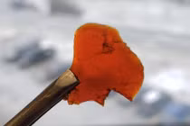 Nhựa thân thiện môi trường từ cá