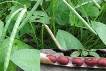 Ðắp đậu đỏ chữa mụn