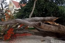 Thêm cây phượng đổ, nhà trường kiểm tra từng gốc cây