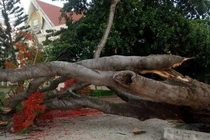 Thêm cây phượng đổ, nhà trường kiểm tra từng gốc cây