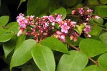 Trị dị ứng, mẩn ngứa bằng lá khế