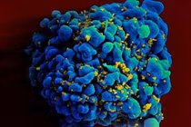 Virus làm cho cuộc sống con người tốt đẹp hơn